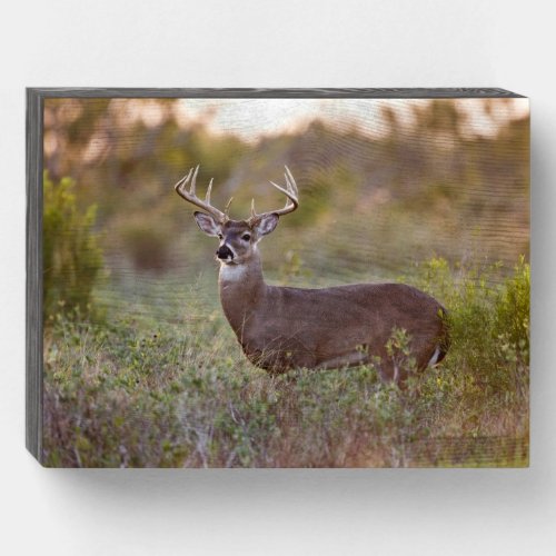 White_tailed Deer  Fall in Texas Wooden Box Sign