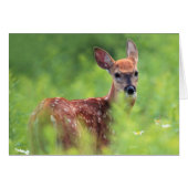 White-tailed Deer Fawn (Front Horizontal)