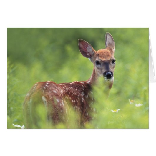 White-tailed Deer Fawn Cards (Front Horizontal)