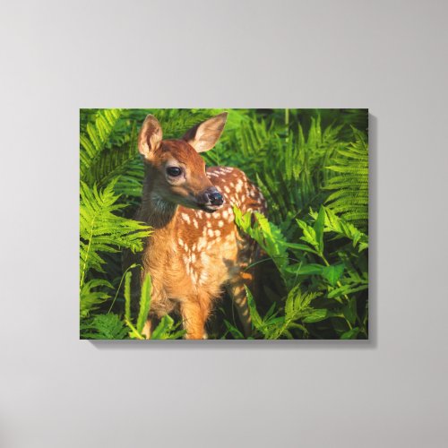 White_tailed Deer Fawn  Minnesota Canvas Print