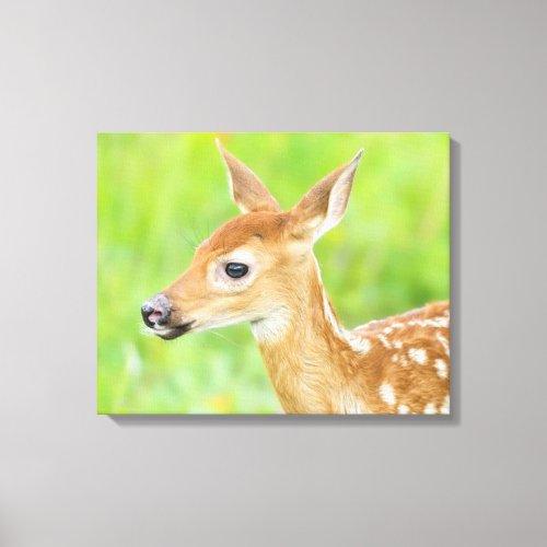 White_Tailed Deer Fawn  Minnesota Canvas Print