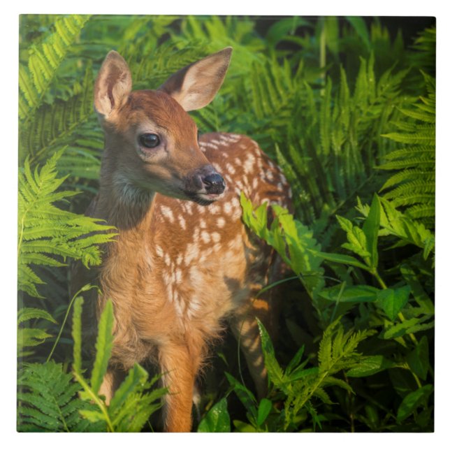 White-tailed Deer Fawn | Minnesota Ceramic Tile (Front)