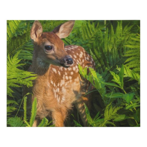 White_tailed Deer Fawn  Minnesota Faux Canvas Print