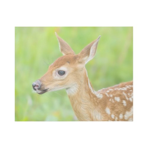 White_Tailed Deer Fawn  Minnesota Gallery Wrap