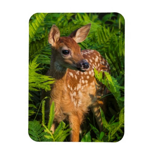 White_tailed Deer Fawn  Minnesota Magnet