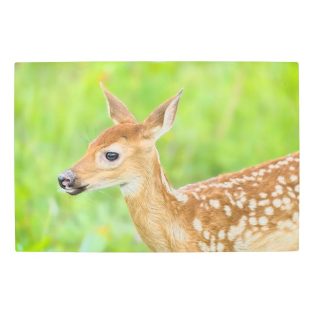 White-Tailed Deer Fawn | Minnesota Metal Print (Front)