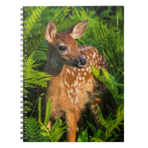 White_tailed Deer Fawn  Minnesota Notebook