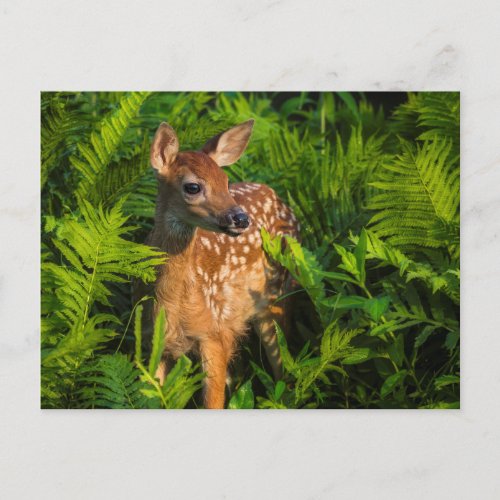 White_tailed Deer Fawn  Minnesota Postcard