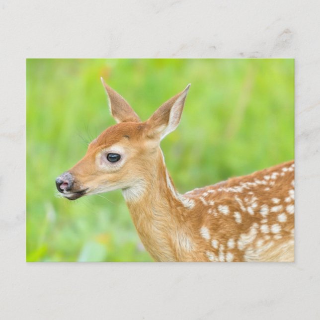 White-Tailed Deer Fawn | Minnesota Postcard (Front)