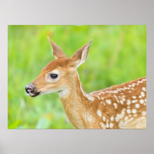 White_Tailed Deer Fawn  Minnesota Poster