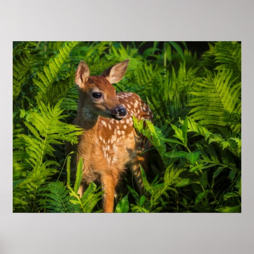 White_tailed Deer Fawn  Minnesota Poster