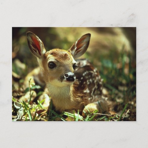 White_tailed Deer Fawn Postcard