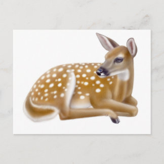 White Tailed Deer Fawn Postcard