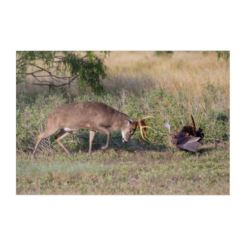White_tailed Deer Fighting Wild Turkey Acrylic Print
