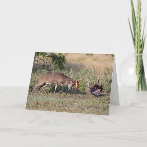 White_tailed Deer Fighting Wild Turkey Card