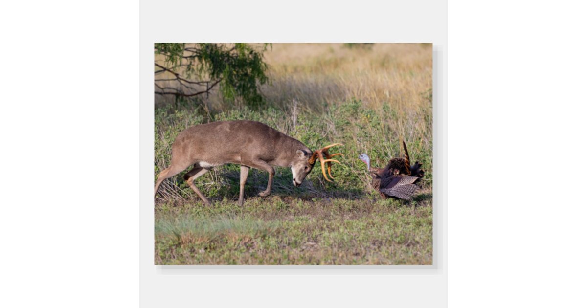white tailed deer fighting