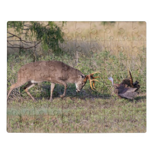 White-tailed Deer Fighting Wild Turkey Jigsaw Puzzle