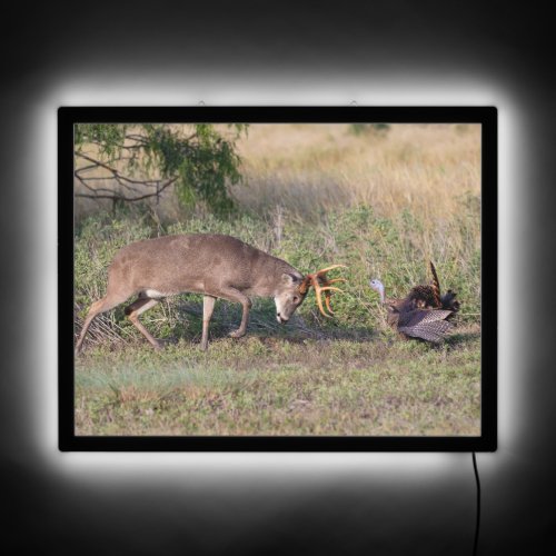 White_tailed Deer Fighting Wild Turkey LED Sign
