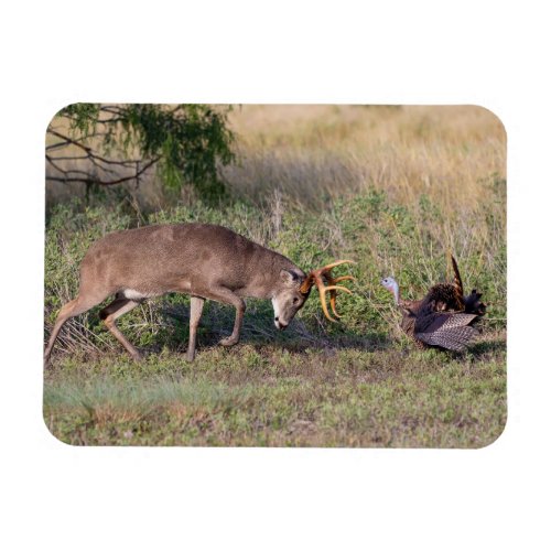 White_tailed Deer Fighting Wild Turkey Magnet