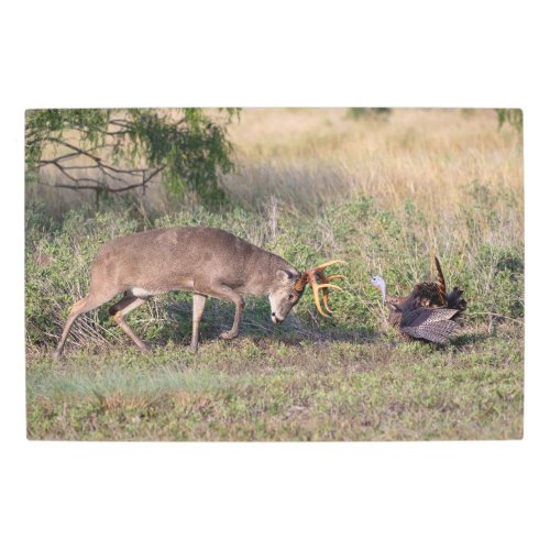 White_tailed Deer Fighting Wild Turkey Metal Print