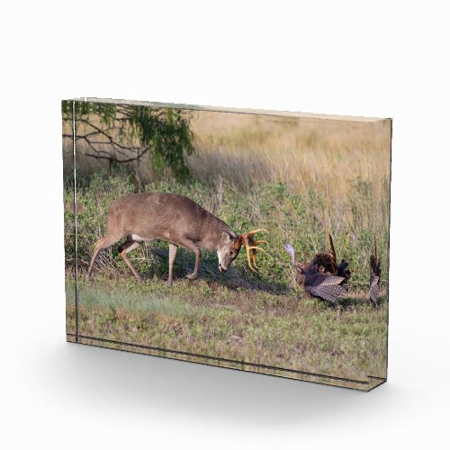 White_tailed Deer Fighting Wild Turkey Photo Block