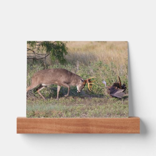 White_tailed Deer Fighting Wild Turkey Picture Ledge