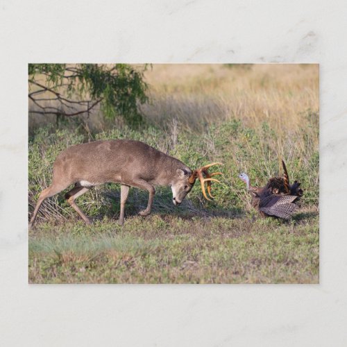 White_tailed Deer Fighting Wild Turkey Postcard