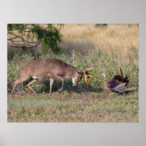 White_tailed Deer Fighting Wild Turkey Poster