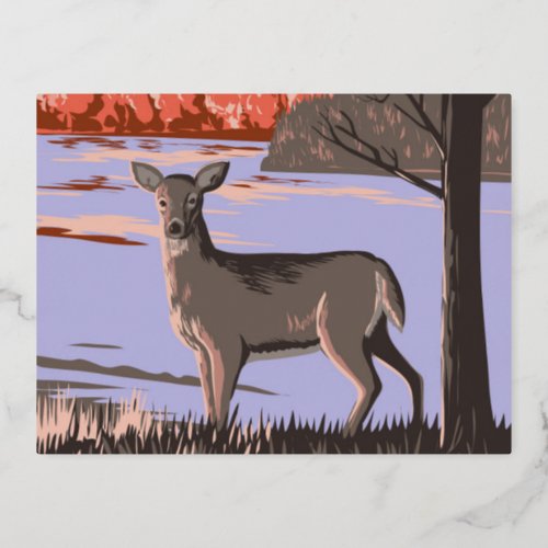 White Tailed Deer