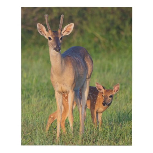 White_tailed Deer  Grassy Habitat Faux Canvas Print