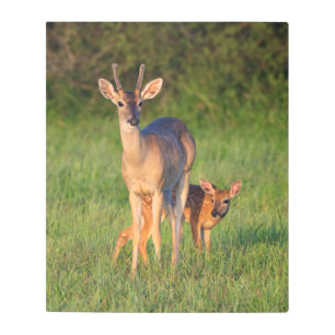 White-tailed Deer Grassy Habitat Metal Print