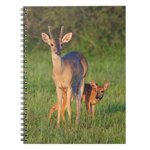 White_tailed Deer  Grassy Habitat Notebook