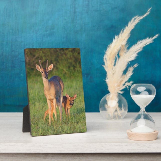 White-tailed Deer | Grassy Habitat Plaque (Side)