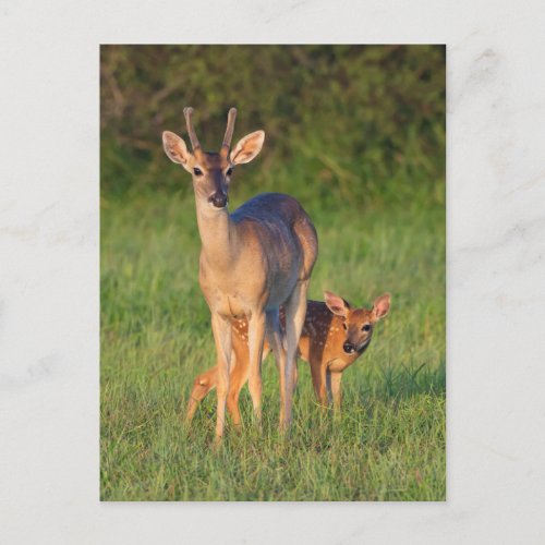 White_tailed Deer  Grassy Habitat Postcard