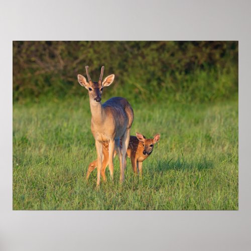 White_tailed Deer  Grassy Habitat Poster