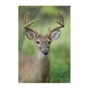 White-tailed Deer Hill Country, Texas Acrylic Print