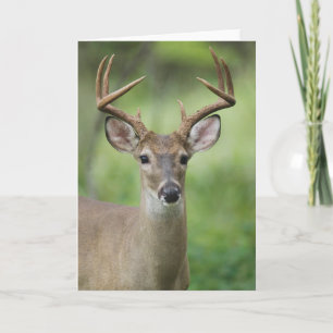 White-tailed Deer Hill Country, Texas Card