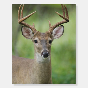 White-tailed Deer Hill Country, Texas Foam Board