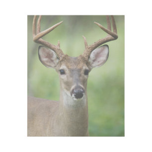 White-tailed Deer Hill Country, Texas Gallery Wrap