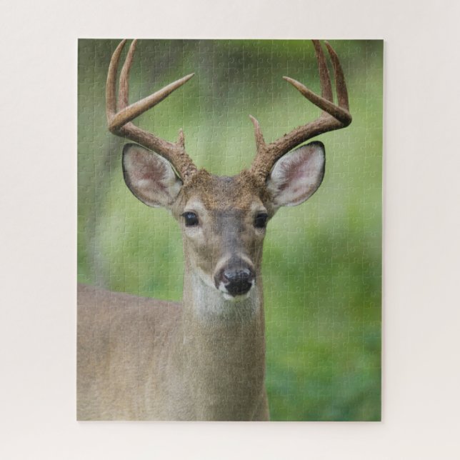 White-tailed Deer | Hill Country, Texas Jigsaw Puzzle (Vertical)