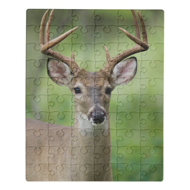 White-tailed Deer | Hill Country, Texas Jigsaw Puzzle (Puzzle Vertical)