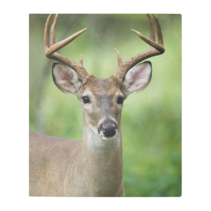 White-tailed Deer Hill Country, Texas Metal Print