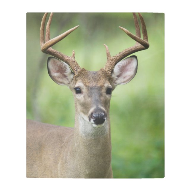 White-tailed Deer | Hill Country, Texas Metal Print (Front)