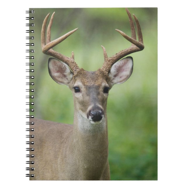 White-tailed Deer | Hill Country, Texas Notebook (Front)