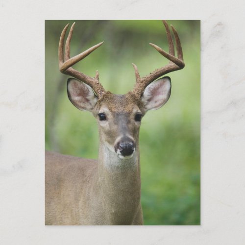 White_tailed Deer  Hill Country Texas Postcard
