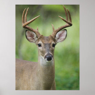 White-tailed Deer   Hill Country, Texas Poster