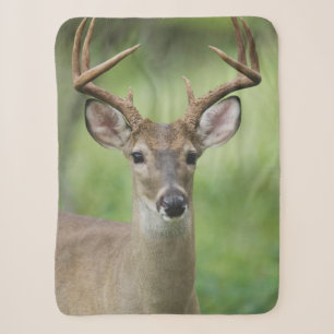 White-tailed Deer Hill Country, Texas Sherpa Blanket