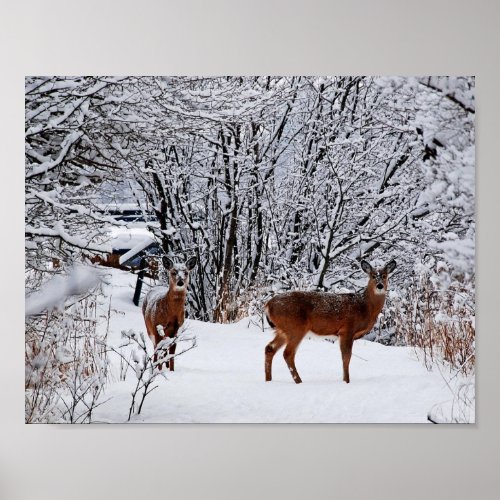 White_tailed deer in Winter Snow Value Poster