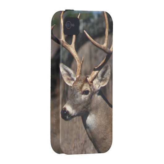 White-Tailed Deer - iPhone 4 Cover (Back/Right)
