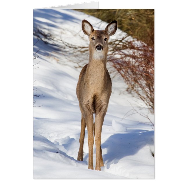 White-tailed Deer Looking At You (Close Up) Cards (Front)